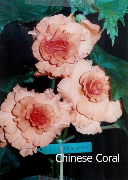 B. ‘Chinese Coral’